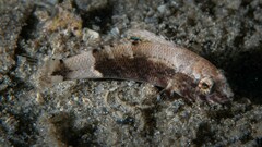 Pygmy Sea Bass photo 5