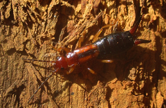 Forficula senegalensis