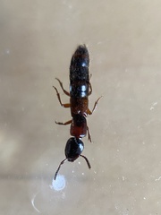 Xantholinus tricolor