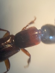 Xantholinus tricolor