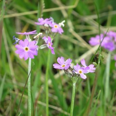 Primula farinosa