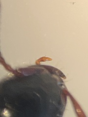 Xantholinus tricolor