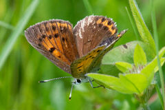 Lycaena candens
