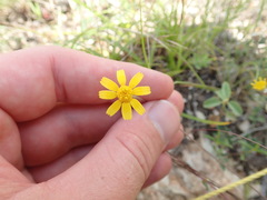 Tetraneuris linearifolia