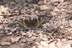 Thorybes pseudocellus