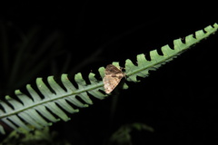 Chlumetia transversa