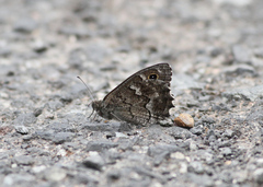 Hipparchia tamadabae