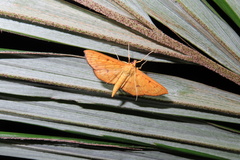 Endocrossis caldusalis