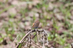 Icaricia lupini texanus