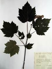 Acer ukurunduense