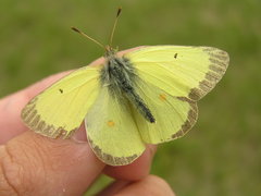 Colias philodice