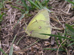 Colias philodice