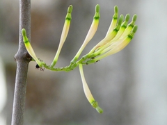 Dendrophthoe falcata