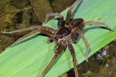 Dolomedes raptor