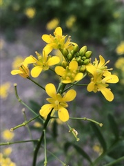 Sisymbrium strictissimum