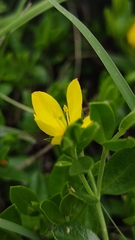 Menodora helianthemoides