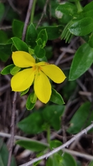Menodora helianthemoides