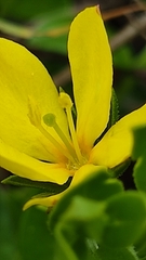 Menodora helianthemoides