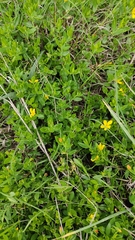 Menodora helianthemoides
