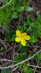 Menodora helianthemoides