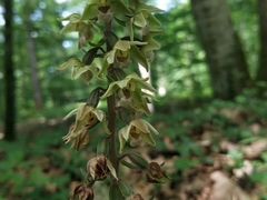 Epipactis