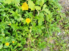 Sphagneticola trilobata