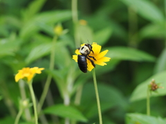 Xylocopa phalothorax