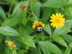 Xylocopa phalothorax