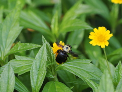 Xylocopa phalothorax