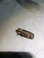Opigena polygona