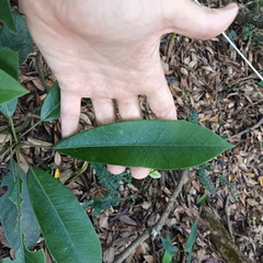 Daphniphyllum oldhami