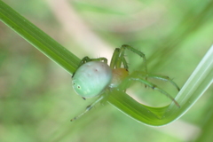 Aoaraneus pentagrammicus