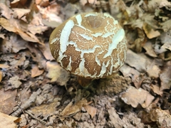 Xerocomellus armeniacus