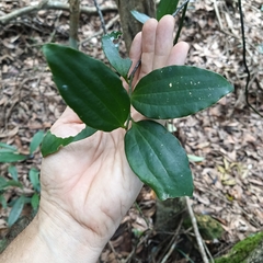 Smilax cocculoides