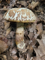 Xerocomellus armeniacus