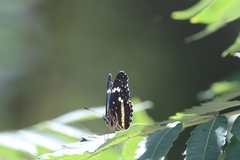 Chlosyne lacinia crocale