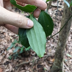 Smilax cocculoides