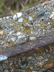 Formica cinerea