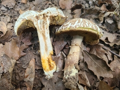 Xerocomellus armeniacus