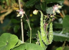 Pergularia daemia daemia