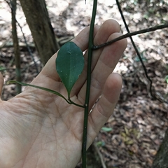 Smilax cocculoides