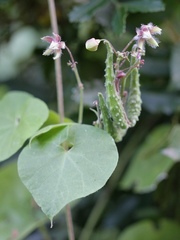 Pergularia daemia daemia