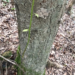 Smilax cocculoides