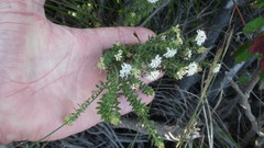 Agathosma planifolia