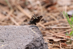 Thorybes pseudocellus