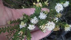 Agathosma planifolia