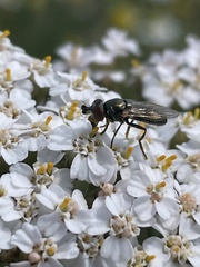 Lejogaster metallina