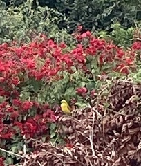 Crithagra sulphurata