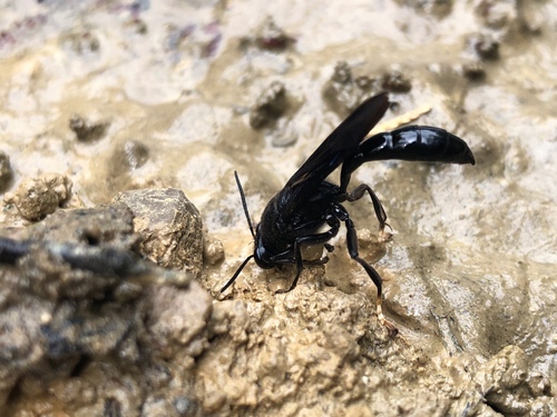 Organ-pipe Mud-dauber Wasp photo 4