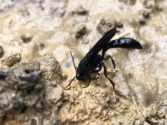 Organ-pipe Mud-dauber Wasp